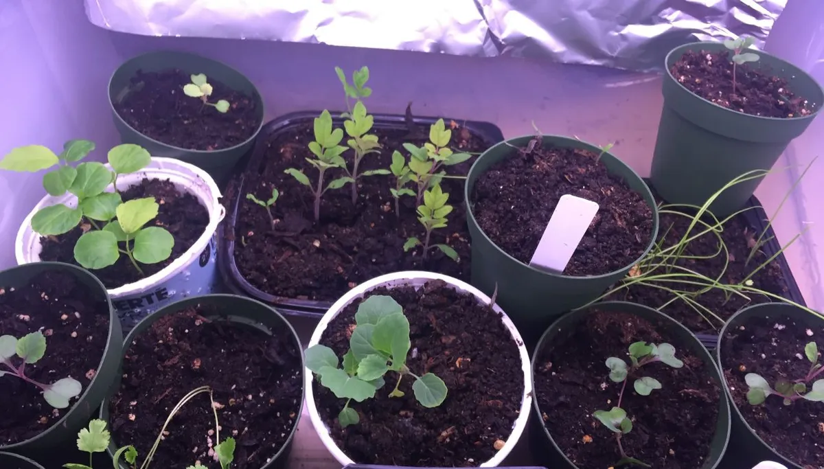 Best Grow Lights for Microgreens (Trays to Full Racks)