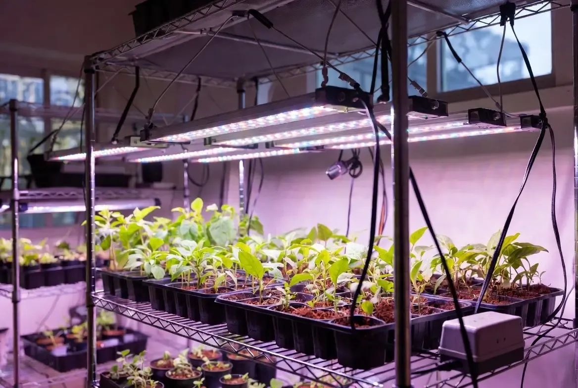 Best Grow Lights for Seedlings: 5 Top Picks for 2026