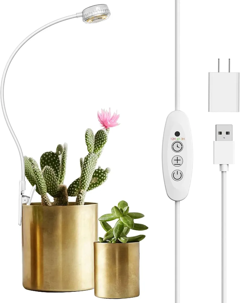 Best Budget / Single Plant