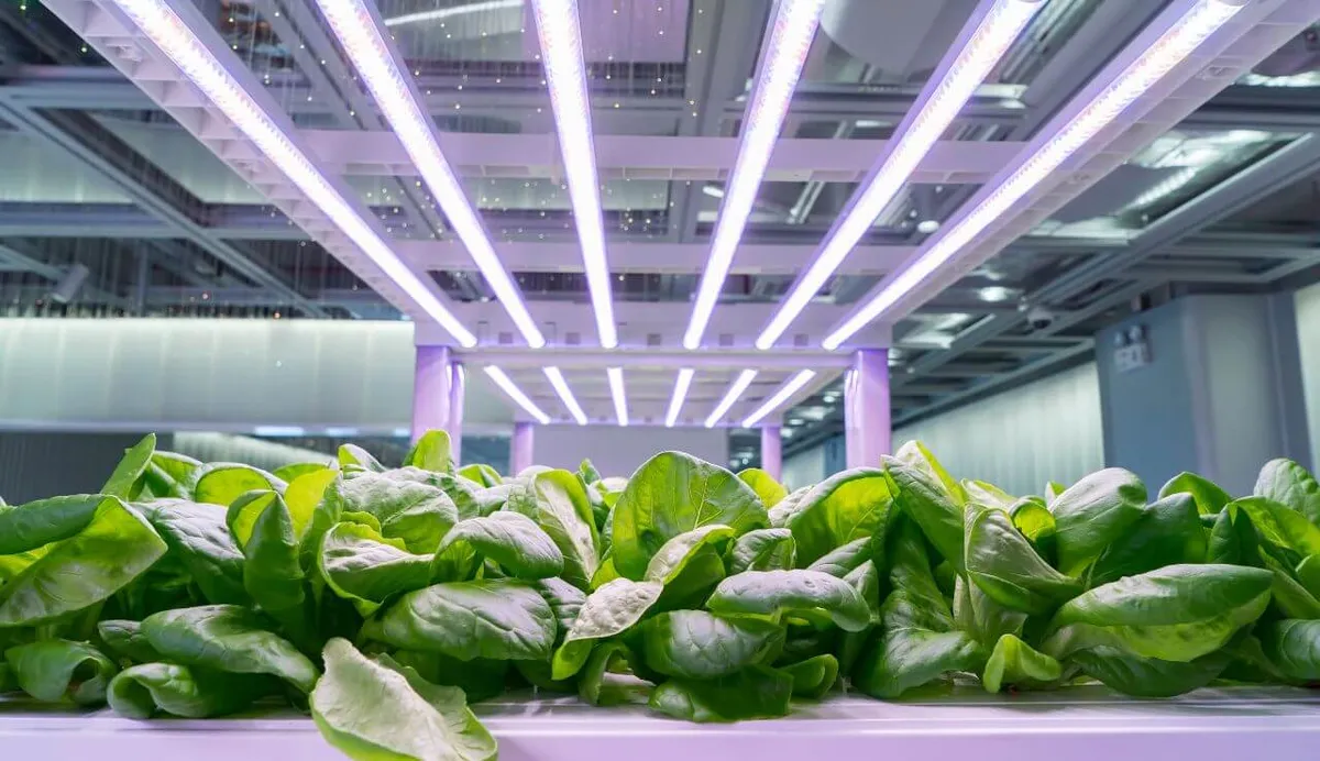 What Are the Signs of Grow Light Burn.jpg