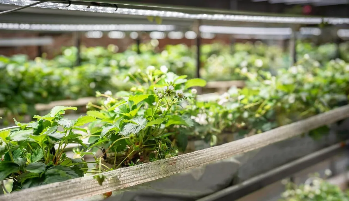 Why Do LED Grow Lights Burn Plants Without Getting Hot.jpg