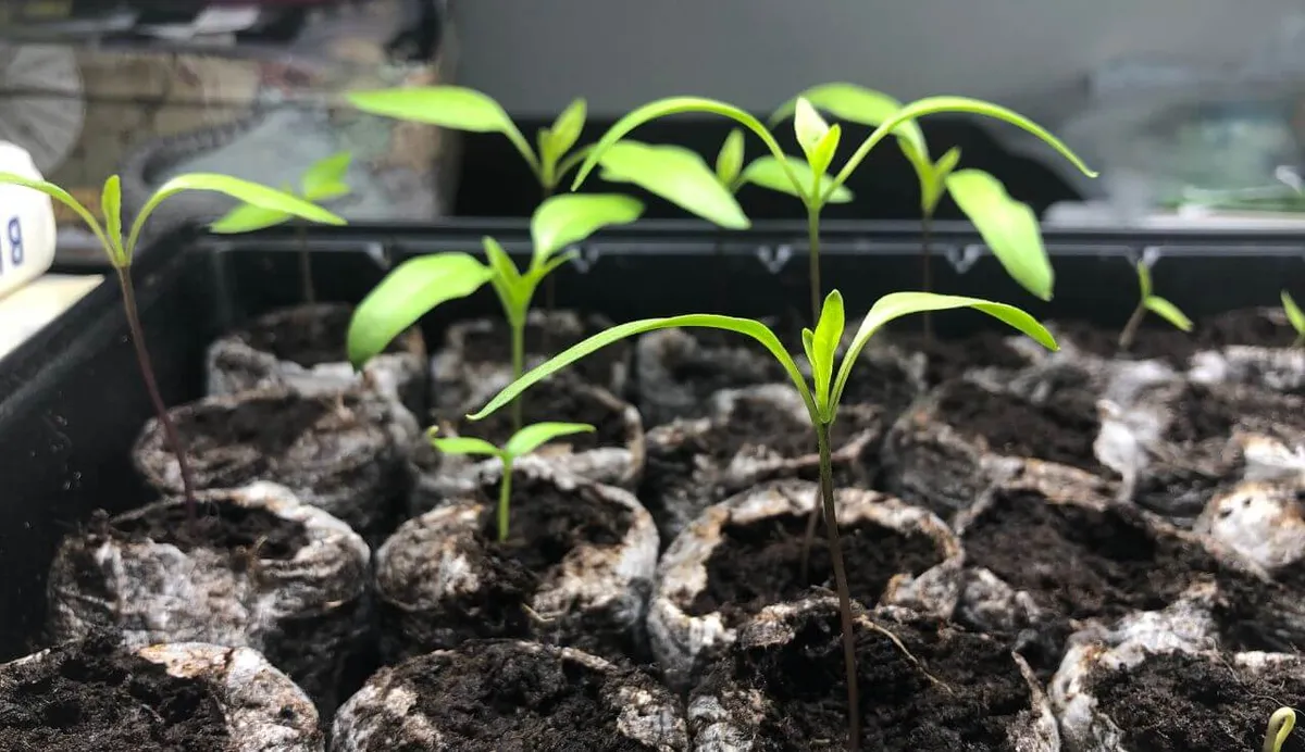 Can Grow Lights Burn Plants? Yes, but Not How You Think