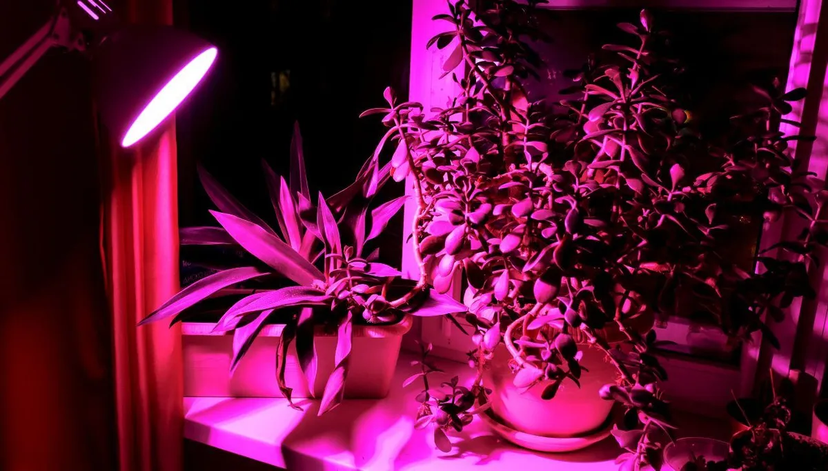 Why Grow Lights Are Still Much Better.jpg