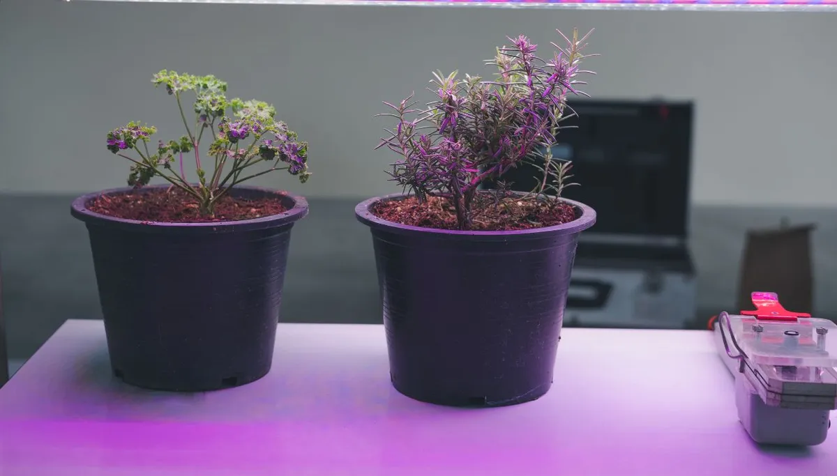 Do LED Grow Lights Use a Lot of Electricity?