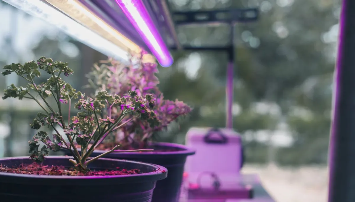 Grow Lights vs Sunlight Side by Side.jpg