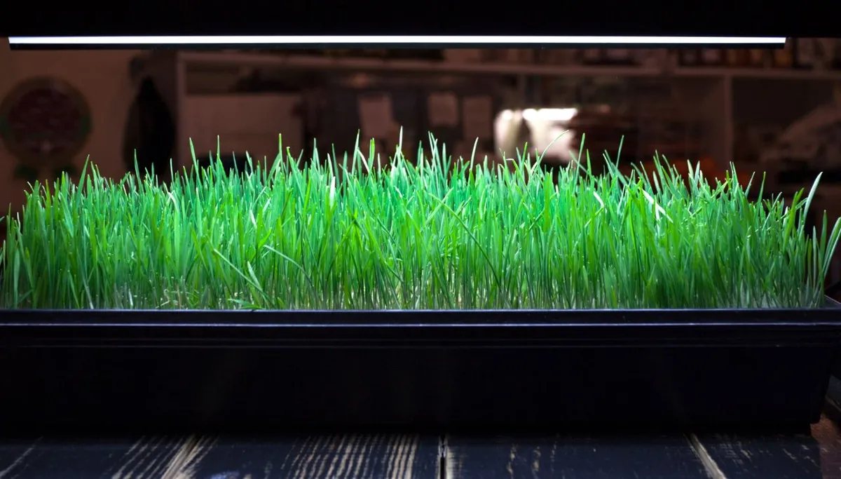 Grow Lights vs Sunlight: Which Grows Better Plants?