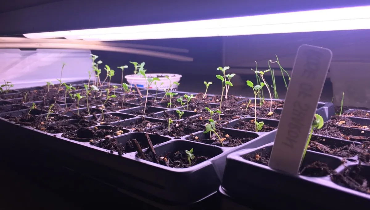 How Far Should Grow Lights Be From Seedlings?