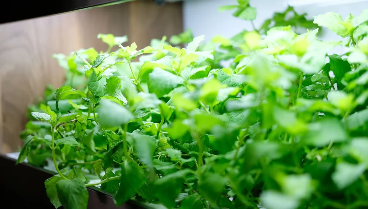 Raise the Light as Seedlings Grow.jpg