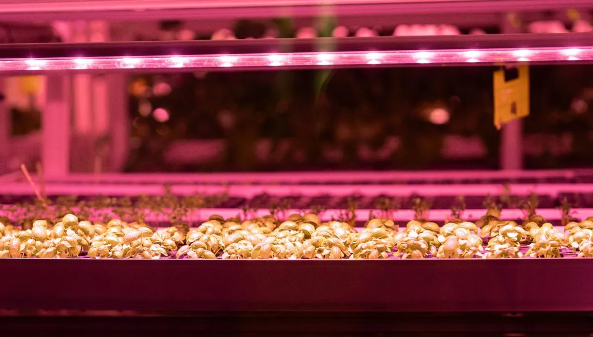 How Far Should Grow Lights Be From Seedlings?